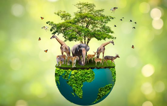 Concept Nature reserve conserve Wildlife reserve tiger Deer Global warming Food Loaf Ecology Human hands protecting the wild and wild animals tigers deer, trees in the hands green background Sun light